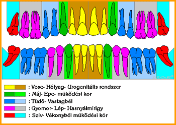 A fogak és a szervezet szervrendszer kapcsolatai